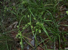 Cyperus pallidicolor