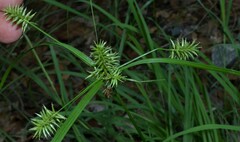 Cyperus pallidicolor