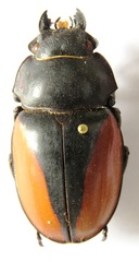 Odontolabis cuvera cuvera