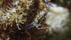 Periclimenes yucatanicus