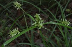 Cyperus pallidicolor