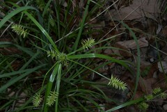 Cyperus pallidicolor