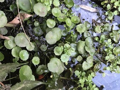 Hydrocotyle verticillata