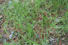 Cyperus pallidicolor