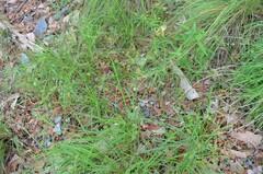 Cyperus pallidicolor