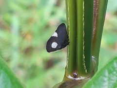 Membracis