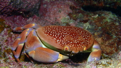 Carpilius corallinus