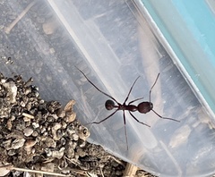 Novomessor albisetosus