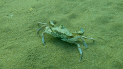 Liocarcinus