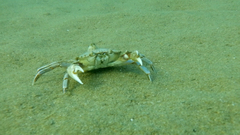 Liocarcinus