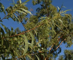 Acacia crassa crassa