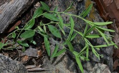 Hebecarpa obscura