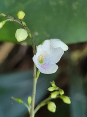 Codonacanthus pauciflorus