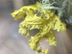 Vulpicida canadensis