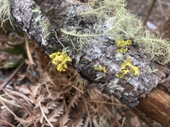 Vulpicida canadensis