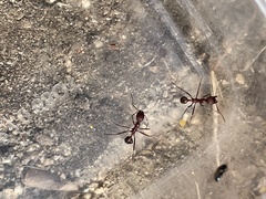 Novomessor albisetosus