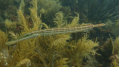 Aulostomus maculatus