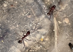 Novomessor albisetosus