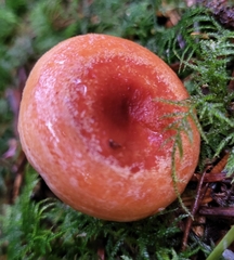 Lactarius aestivus