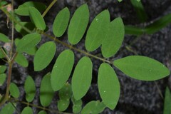 Coursetia caribaea