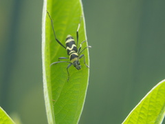 Chlorophorus curtisi