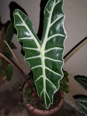 Alocasia amazonica
