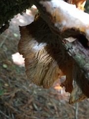 Hypomyces aurantius