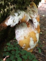 Hypomyces aurantius