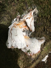 Hypomyces aurantius