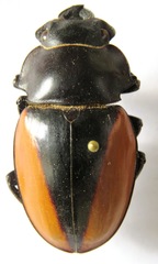 Odontolabis cuvera cuvera