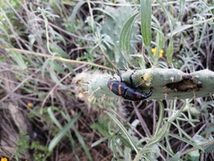Cactophagus spinolae