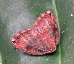 Eumelea ludovicata