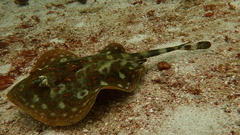 Urobatis jamaicensis