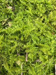 Thuidium