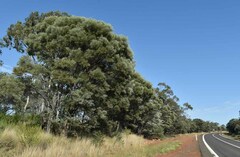 Acacia catenulata