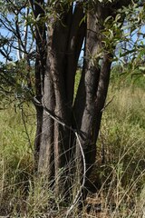 Acacia catenulata