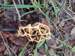 Clathrus camerunensis