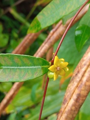 Hemidesmus