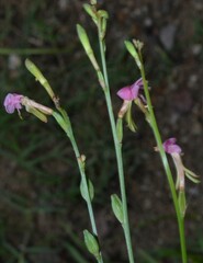 Oenothera podocarpa