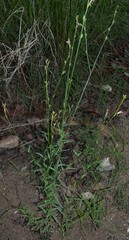 Oenothera podocarpa
