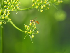 Sphaerophoria macrogaster