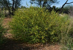 Petalostylis labicheoides