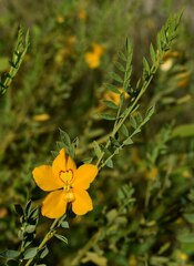 Petalostylis labicheoides