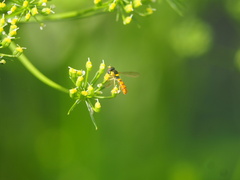 Sphaerophoria macrogaster