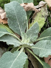 Verbascum thapsus