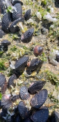Siphonaria lessonii