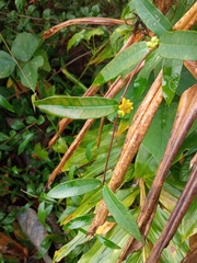 Hemidesmus