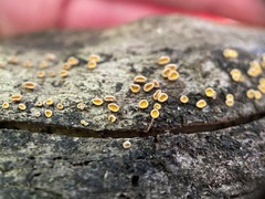 Lachnum pteridophyllum