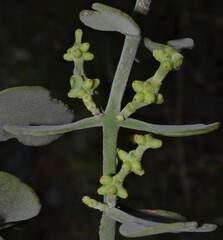 Phoradendron coryae