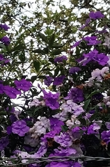 Brunfelsia pauciflora